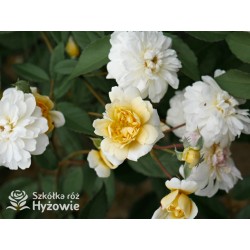 Malvern Hills™ (Auscanary) Niewielkie kwiaty, jasnożółtej barwy, bardzo przyjemnie pachnący. Wysoki krzew.