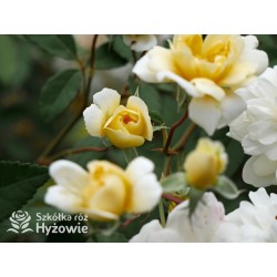 Malvern Hills™ (Auscanary) Niewielkie kwiaty, jasnożółtej barwy, bardzo przyjemnie pachnący. Wysoki krzew.