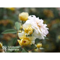 Malvern Hills™ (Auscanary) Niewielkie kwiaty, jasnożółtej barwy, bardzo przyjemnie pachnący. Wysoki krzew.