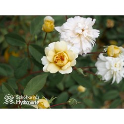 Malvern Hills™ (Auscanary) Niewielkie kwiaty, jasnożółtej barwy, bardzo przyjemnie pachnący. Wysoki krzew.