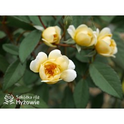 Malvern Hills™ (Auscanary) Niewielkie kwiaty, jasnożółtej barwy, bardzo przyjemnie pachnący. Wysoki krzew.