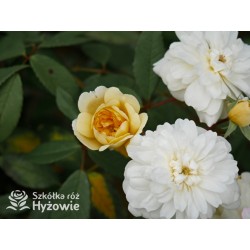 Malvern Hills™ (Auscanary) Niewielkie kwiaty, jasnożółtej barwy, bardzo przyjemnie pachnący. Wysoki krzew.