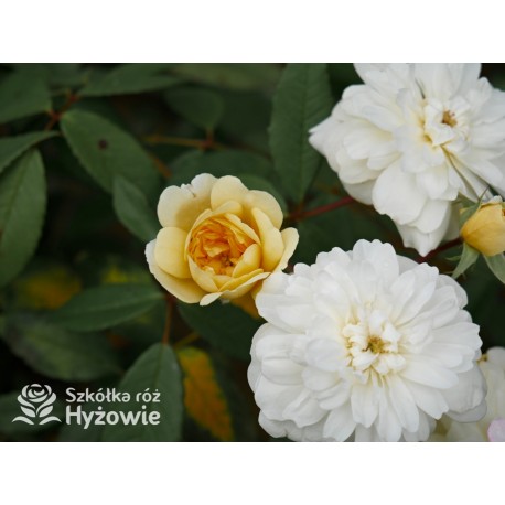 Malvern Hills™ (Auscanary) Niewielkie kwiaty, jasnożółtej barwy, bardzo przyjemnie pachnący. Wysoki krzew.