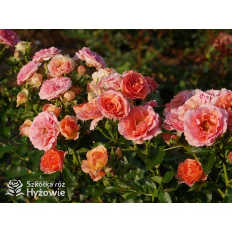 Mandarin®Drobne kwiaty, łososiowo-pomarańczowej barwy. Niziutki krzew.