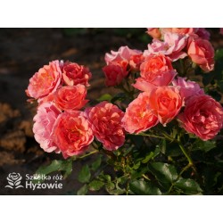 Mandarin®Drobne kwiaty, łososiowo-pomarańczowej barwy. Niziutki krzew.