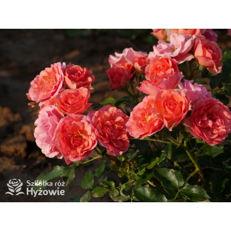 Mandarin®Drobne kwiaty, łososiowo-pomarańczowej barwy. Niziutki krzew.