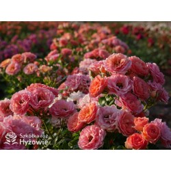 Mandarin®Drobne kwiaty, łososiowo-pomarańczowej barwy. Niziutki krzew.