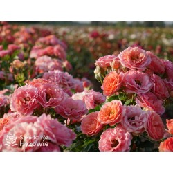 Mandarin®Drobne kwiaty, łososiowo-pomarańczowej barwy. Niziutki krzew.