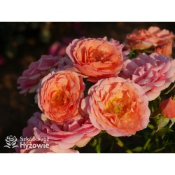 Mandarin®Drobne kwiaty, łososiowo-pomarańczowej barwy. Niziutki krzew.