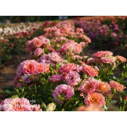 Mandarin®Drobne kwiaty, łososiowo-pomarańczowej barwy. Niziutki krzew.