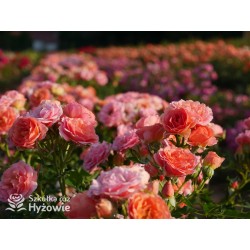 Mandarin®Drobne kwiaty, łososiowo-pomarańczowej barwy. Niziutki krzew.