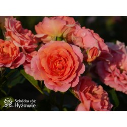 Mandarin®Drobne kwiaty, łososiowo-pomarańczowej barwy. Niziutki krzew.