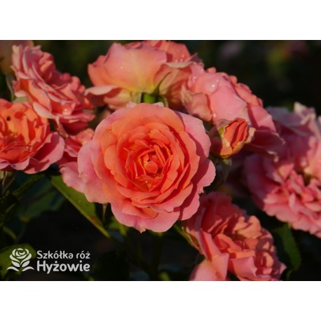 Mandarin®Drobne kwiaty, łososiowo-pomarańczowej barwy. Niziutki krzew.