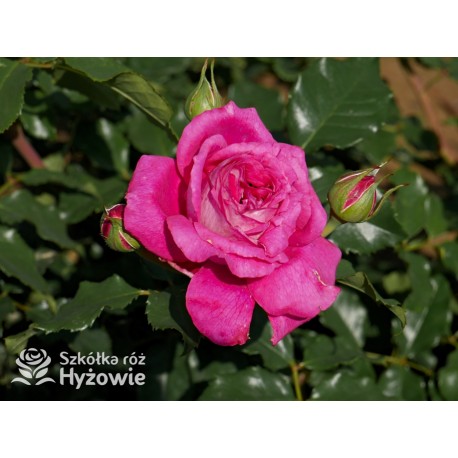 Maxim® Pokaźny kwiat, nabity płatkami, malinowej barwy, mocno intensywnym zapachu. Niski krzew.