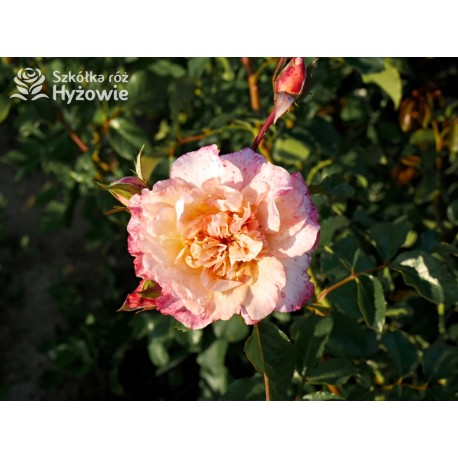 Moonlight® Pokaźne kwiaty, pełne, herbacianej barwy, mocno przyjemnie pachnące. Wysoki krzew.