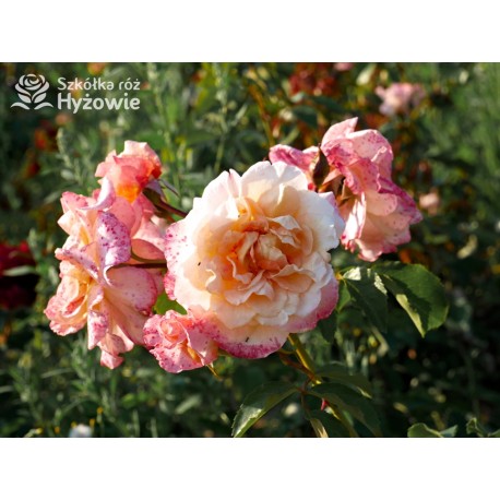 Moonlight® Pokaźne kwiaty, pełne, herbacianej barwy, mocno przyjemnie pachnące. Wysoki krzew.