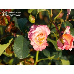 Moonlight® Pokaźne kwiaty, pełne, herbacianej barwy, mocno przyjemnie pachnące. Wysoki krzew.