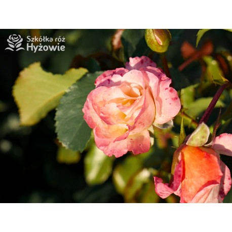 Moonlight® Pokaźne kwiaty, pełne, herbacianej barwy, mocno przyjemnie pachnące. Wysoki krzew.