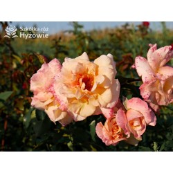 Moonlight® Pokaźne kwiaty, pełne, herbacianej barwy, mocno przyjemnie pachnące. Wysoki krzew.