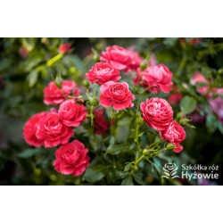 Cherry Girl® Duże kwiaty, wiśniowej barwy, szczelnie wypełnione płatkami, o przyjemnym zapachu. Błyszczące liście. Niski krzew