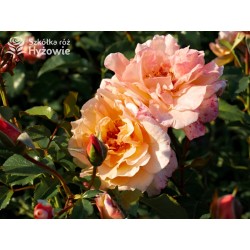 Moonlight® Pokaźne kwiaty, pełne, herbacianej barwy, mocno przyjemnie pachnące. Wysoki krzew.