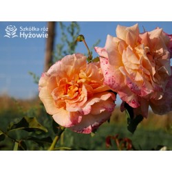 Moonlight® Pokaźne kwiaty, pełne, herbacianej barwy, mocno przyjemnie pachnące. Wysoki krzew.