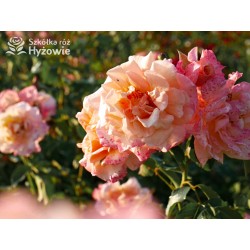 Moonlight® Pokaźne kwiaty, pełne, herbacianej barwy, mocno przyjemnie pachnące. Wysoki krzew.