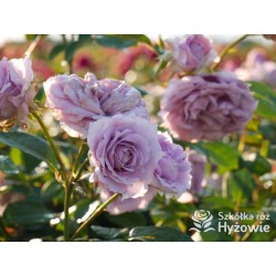 Novalis® Duży, bardzo pełny kwiat, lawendowej barwy,  bardzo przyjemnie pachnące. Niski krzew.