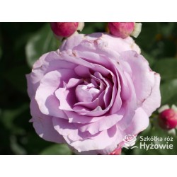 Novalis® Duży, bardzo pełny kwiat, lawendowej barwy,  bardzo przyjemnie pachnące. Niski krzew.