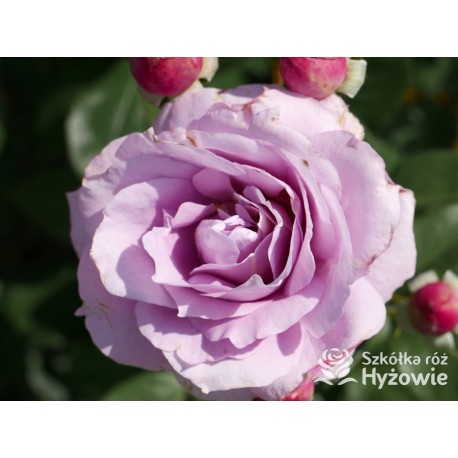 Novalis® Duży, bardzo pełny kwiat, lawendowej barwy,  bardzo przyjemnie pachnące. Niski krzew.