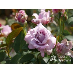 Novalis® Duży, bardzo pełny kwiat, lawendowej barwy,  bardzo przyjemnie pachnące. Niski krzew.