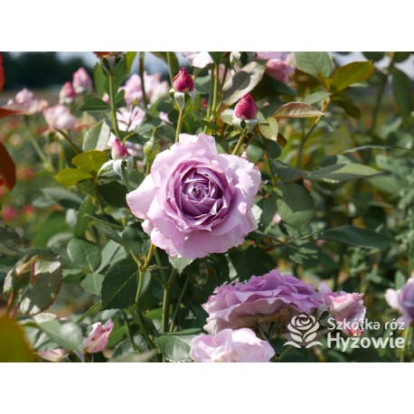 Novalis® Duży, bardzo pełny kwiat, lawendowej barwy,  bardzo przyjemnie pachnące. Niski krzew.