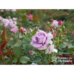 Novalis® Duży, bardzo pełny kwiat, lawendowej barwy,  bardzo przyjemnie pachnące. Niski krzew.