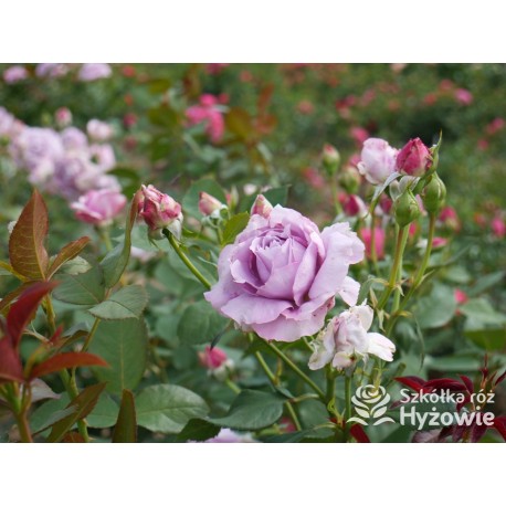 Novalis® Duży, bardzo pełny kwiat, lawendowej barwy,  bardzo przyjemnie pachnące. Niski krzew.