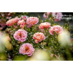 Cubana® Ogromna liczba  pełnych kwiatów, morelowej barwy. Błyszczący liść. Niski krzew.