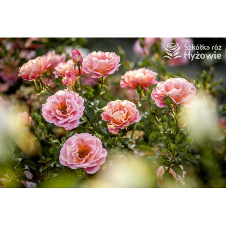 Cubana® Ogromna liczba  pełnych kwiatów, morelowej barwy. Błyszczący liść. Niski krzew.