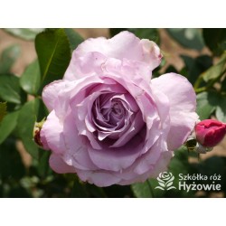 Novalis® Duży, bardzo pełny kwiat, lawendowej barwy,  bardzo przyjemnie pachnące. Niski krzew.