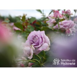 Novalis® Duży, bardzo pełny kwiat, lawendowej barwy,  bardzo przyjemnie pachnące. Niski krzew.