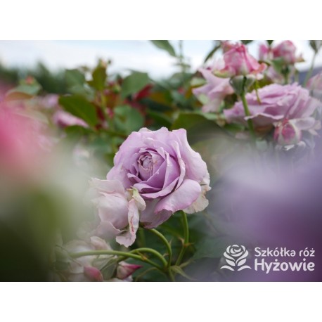 Novalis® Duży, bardzo pełny kwiat, lawendowej barwy,  bardzo przyjemnie pachnące. Niski krzew.