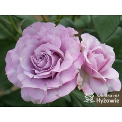 Novalis® Duży, bardzo pełny kwiat, lawendowej barwy,  bardzo przyjemnie pachnące. Niski krzew.