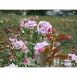 Novalis® Duży, bardzo pełny kwiat, lawendowej barwy,  bardzo przyjemnie pachnące. Niski krzew.