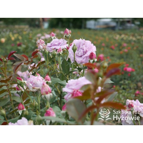 Novalis® Duży, bardzo pełny kwiat, lawendowej barwy,  bardzo przyjemnie pachnące. Niski krzew.