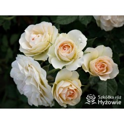 Pastella® Mocno nabite płatkami, rozetkowe kwiaty o kremowej barwie i o bardzo przyjemnym zapachu. Niski krzew.