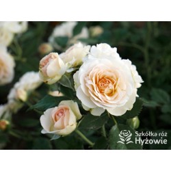 Pastella® Mocno nabite płatkami, rozetkowe kwiaty o kremowej barwie i o bardzo przyjemnym zapachu. Niski krzew.