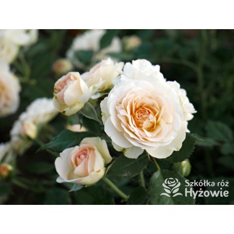 Pastella® Mocno nabite płatkami, rozetkowe kwiaty o kremowej barwie i o bardzo przyjemnym zapachu. Niski krzew.