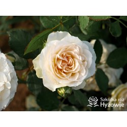 Pastella® Mocno nabite płatkami, rozetkowe kwiaty o kremowej barwie i o bardzo przyjemnym zapachu. Niski krzew.