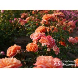 Phoenix® Duży, szczelnie nabity płatkami kwiat, bardzo przyjemnie pachnie. Niski krzew.