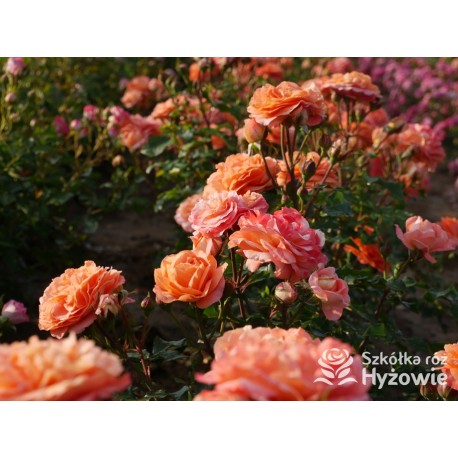 Phoenix® Duży, szczelnie nabity płatkami kwiat, bardzo przyjemnie pachnie. Niski krzew.