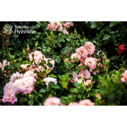 Cubana® Ogromna liczba  pełnych kwiatów, morelowej barwy. Błyszczący liść. Niski krzew.