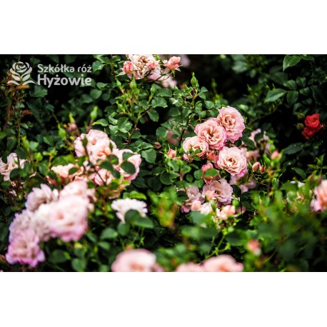 Cubana® Ogromna liczba  pełnych kwiatów, morelowej barwy. Błyszczący liść. Niski krzew.